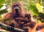 Populasi Orangutan Kalimantan Menurun, Ini Penyebabnya!