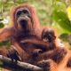 Potret induk dan anak Orangutan. (Dok. Istimewa)