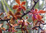 Ribuan Anggrek Hutan Indonesia dalam Ancaman, Ini Solusi Pelestariannya