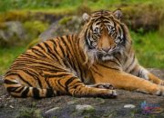 Harimau Sumatra Makin Jarang Terlihat, Sinyal Bahaya bagi Kelestarian Hutan Indonesia