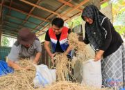 Pertamina Hadirkan SI CADIAK, Ubah Limbah Jerami Jadi Produk Bernilai Ekonomi