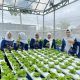 Ketua TP PKK HSS Mustaidah Syafrudin Noor bersama pengurus memanen sayuran hidroponik di kebun percontohan. (Dok. Kominfo HSS)