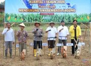Dukung Ketahanan Pangan, Bupati HSS dan Kapolres Tanam Jagung Bersama di Desa Jelatang