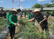 Dukung Ketahanan Pangan, Yonif TP 829/BA Sukses Panen Cabai Keriting di Desa Madang HSS