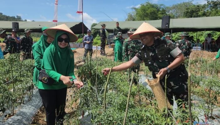 Dukung Ketahanan Pangan, Yonif TP 829/BA Sukses Panen Cabai Keriting di Desa Madang HSS