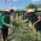 Komandan Yonif TP 829/BA, Letkol Inf Deky Febrianto beserta istri melakukan panen cabai di Desa Madang. (Dok. Narasi Publik)