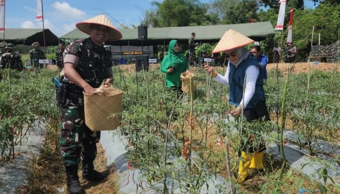 Sukses Panen Cabai di Desa Madang, Pemkab HSS Apresiasi Yonif TP 829/Bumi Antaludin
