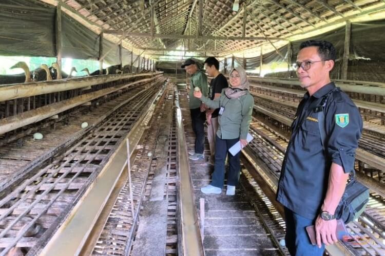 Inovasi SITI HAWA LARI, Pemprov Kalsel Dongkrak Ekonomi Rakyat Lewat Peternakan Itik. (Dok. MC Kalsel)