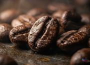 Aroma Biji Kopi Panggang Segar Premium: Kunci Cita Rasa Kopi Nikmat dan Berkualitas