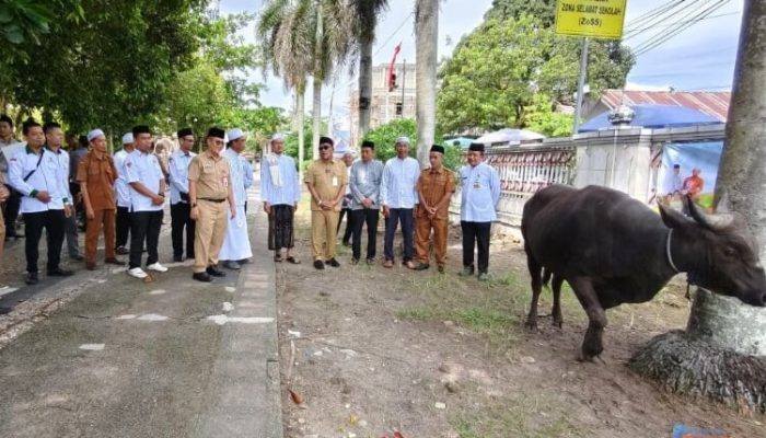 Sambut Iduladha 1447 H, BAZNAS dan Pemkab HSU Salurkan Puluhan Hewan Kurban