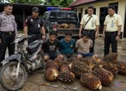 Nekat Gondol 220 Kg Sawit Perusahaan, Tiga Pria di Lampung Tengah Diciduk