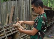 Babinsa di HSU Sukses Ternak Ribuan Bebek Alabio Petelur