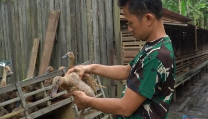 Babinsa di HSU Sukses Ternak Ribuan Bebek Alabio Petelur