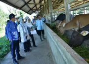 Dorong Peningkatan Sektor Peternakan, Bupati HSS Tinjau BPPT Hariti
