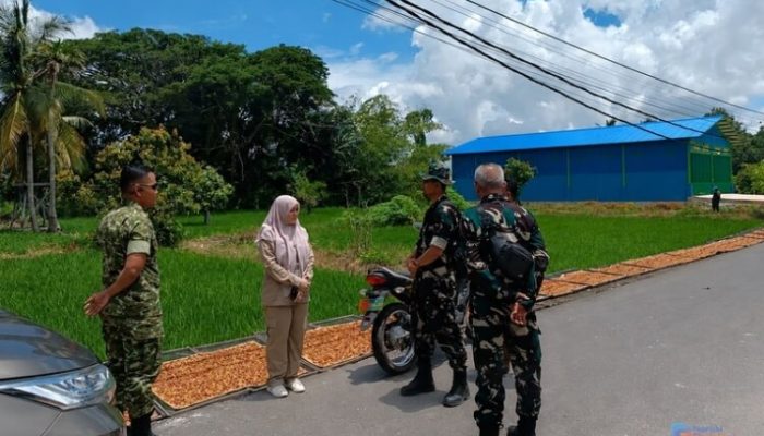 Tertinggi di Kalsel, Produktivitas Padi HSU Melesat Berkat OPLAH