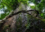 Bukan Kayu Biasa, Ini Keistimewaan Ulin dari Kalimantan