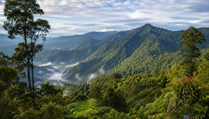 Mengapa Pegunungan Meratus Begitu Istimewa bagi Kalimantan Selatan?