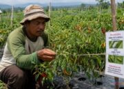 Hama Meningkat di Musim Kemarau, Petani Cabai di Balangan Terancam Gagal Panen