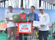 Panen Raya Semangka Amara F1 di Daha Melimpah, Bupati HSS Puji Kerja Sama Ewindo