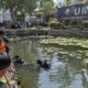 Dua siswa MTs Al Furqan tenggelam di kolam area Kampus Universitas Muhammadiyah Banjarmasin. (Dok: Ilustrasi AI)