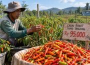 Tembus Rp95 Ribu Per Kilo, Petani Cabai di Balangan Berjuang Lawan Hama