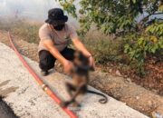 Tragis! Bekantan Ditemukan Mati Terbakar Akibat Terjebak Api Karhutla di Balimau HSS