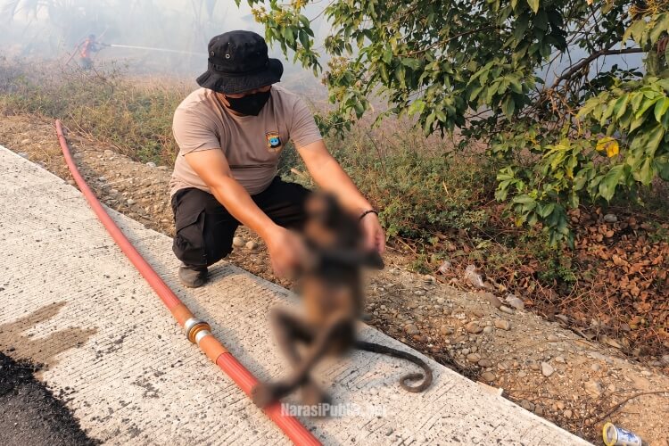 Anggota polisi mengevakuasi bekantan yang ditemukan mati terbakar akibat karhutla di Desa Balimau, Kecamatan Kalumpang, Kabupaten HSS. (Dok : Istimewa)