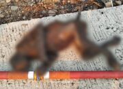 Total 10 Ekor Bekantan Mati Terpanggang Karhutla di Desa Balimau HSS