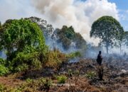 Niat Bersihkan Lahan, Pria di Kotim Jadi Tersangka Usai Picu Karhutla 30 Hektare