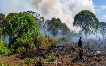 Niat Bersihkan Lahan, Pria di Kotim Jadi Tersangka Usai Picu Karhutla 30 Hektare
