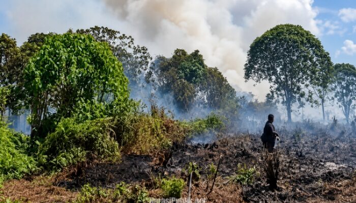 Niat Bersihkan Lahan, Pria di Kotim Jadi Tersangka Usai Picu Karhutla 30 Hektare