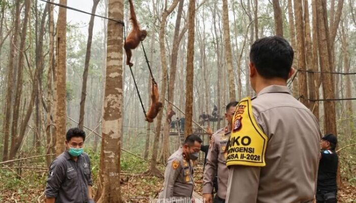 Polri Tingkatkan Patroli Hutan Lindungi Orang Utan Kalteng dari Ancaman Karhutla