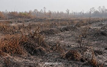 Kebun Cabai Hiyung hangus terbakar akibat musibah Karhutla. (Dok: Ilustrasi)