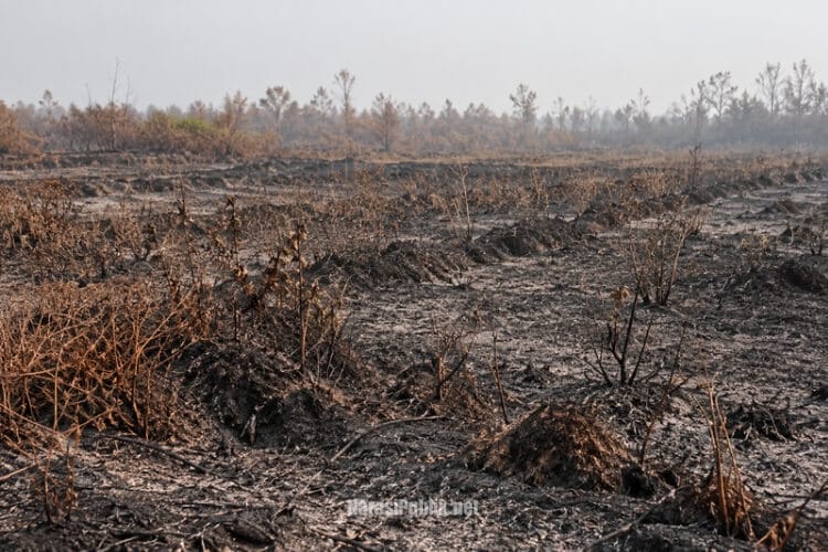 Kebun Cabai Hiyung hangus terbakar akibat musibah Karhutla. (Dok: Ilustrasi)