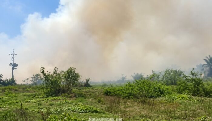 Hutan Kota di Kandangan Terdampak Karhutla, Api Sempat Bakar 0,5 Hektare