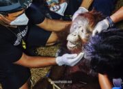 Habitat Rusak Akibat Karhutla, Orang Utan Ira di Kotim Dievakuasi