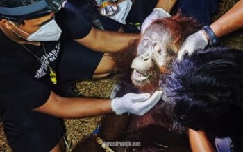 Tim dokter hewan OFI melakukan memeriksa kondisi kesehatan orang utan Ira setelah berhasil dievakuasi. (Dok: BKSDA Kalteng)