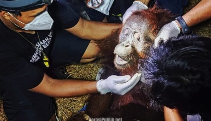 Habitat Rusak Akibat Karhutla, Orang Utan Ira di Kotim Dievakuasi