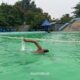 Kejurprov Renang Perairan Terbuka 2026 yang digelar Pengprov Akuatik Kalsel di Kolam Renang GOR Hasanudin HM, Banjarmasin. (Dok: Istimewa)